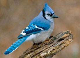 bluejay