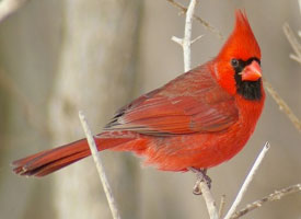 cardinal