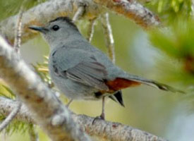 catbird