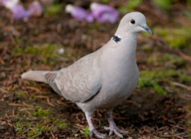 dove