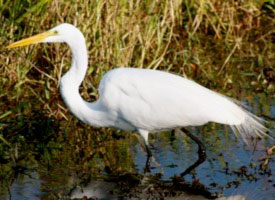 egret