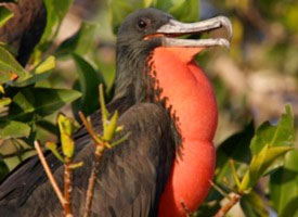 frigatebird