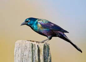 grackle