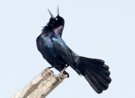 grackle2