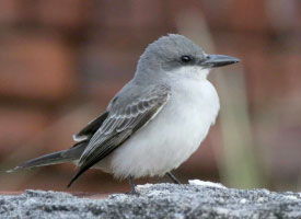 kingbird