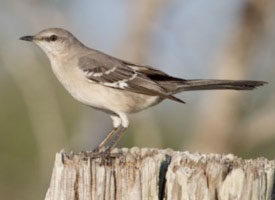 mockingbird