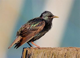 starling