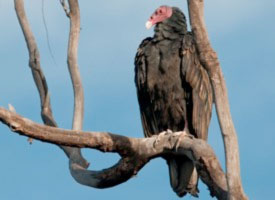 turkeyvulture