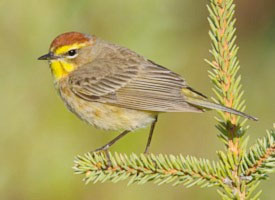 warbler