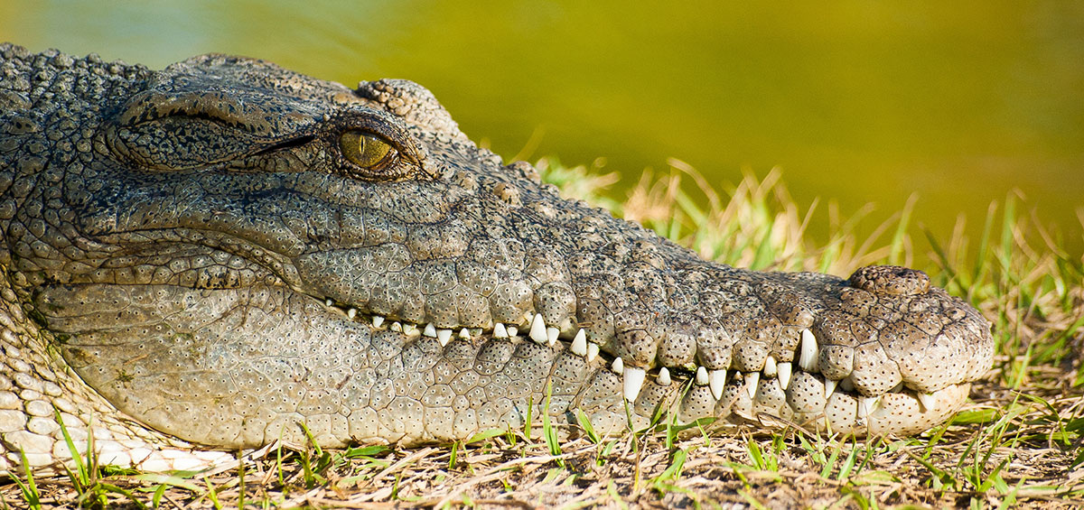 Croc attacks dog on Key Biscayne Golf Course | Key Biscayne Citizen ...