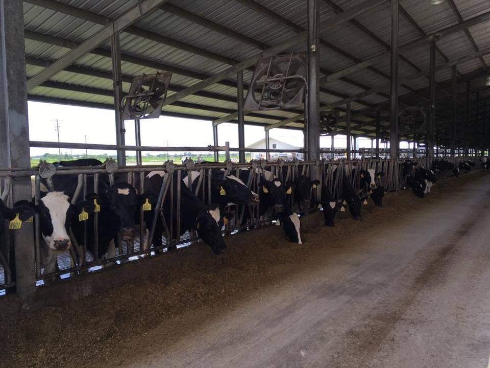 A 21st century Florida dairy farm: No poop allowed | Key Biscayne ...