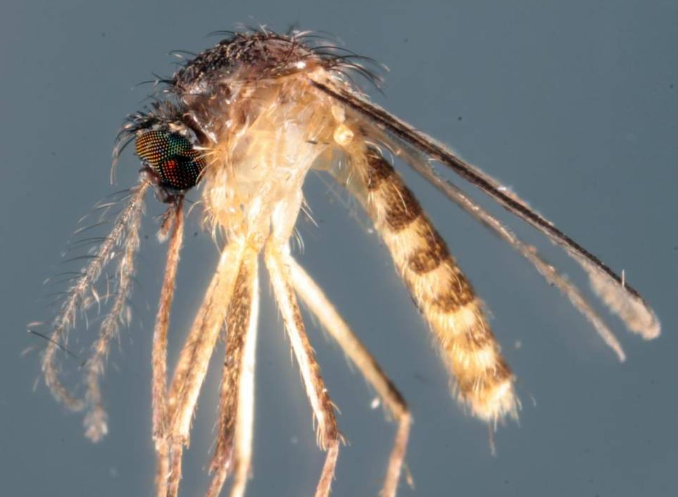 Two new viruscarrying tropical mosquitoes discovered in South Florida