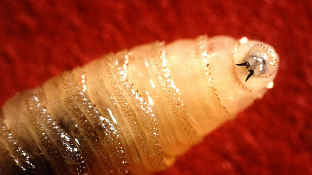 flesh-eating-worms-reach-florida-s-mainland-key-biscayne-citizen