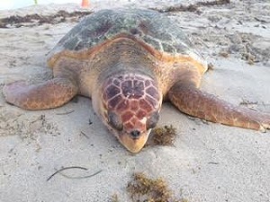 Did a Miami Beach City Employee Kill an Endangered Sea Turtle in a Hit ...