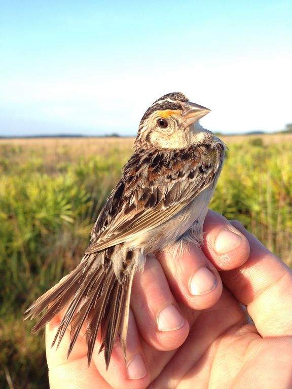 The Rarest Bird Florida s Grasshopper Sparrow May Go Extinct In 2018 