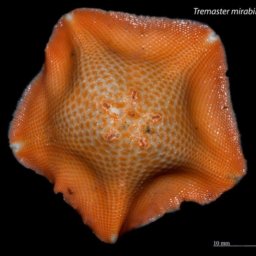 The amazing return of the starfish: species triumphs over melting