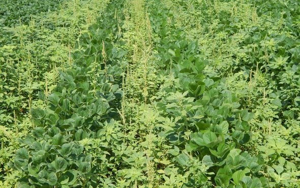 Weeds Are Winning in the War against Herbicide Resistance - Key ...