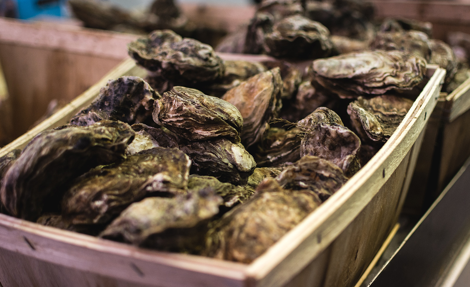 Florida oysters are a lot smaller than they used to be. Climate change