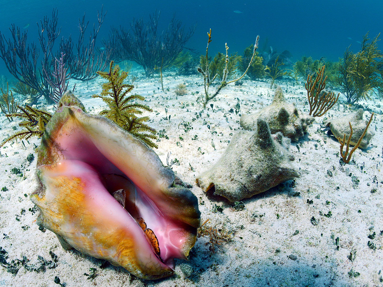 Scientists Discover a New Population of Conch in the Bahamas | Key ...