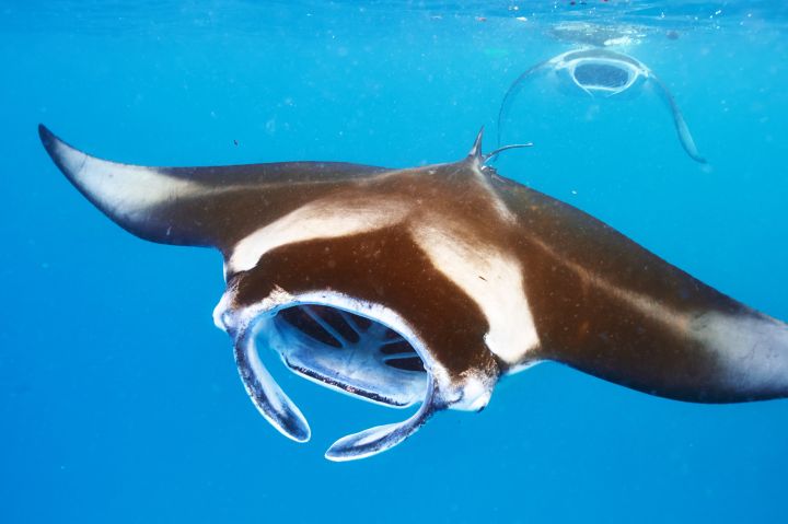 manta ray florida