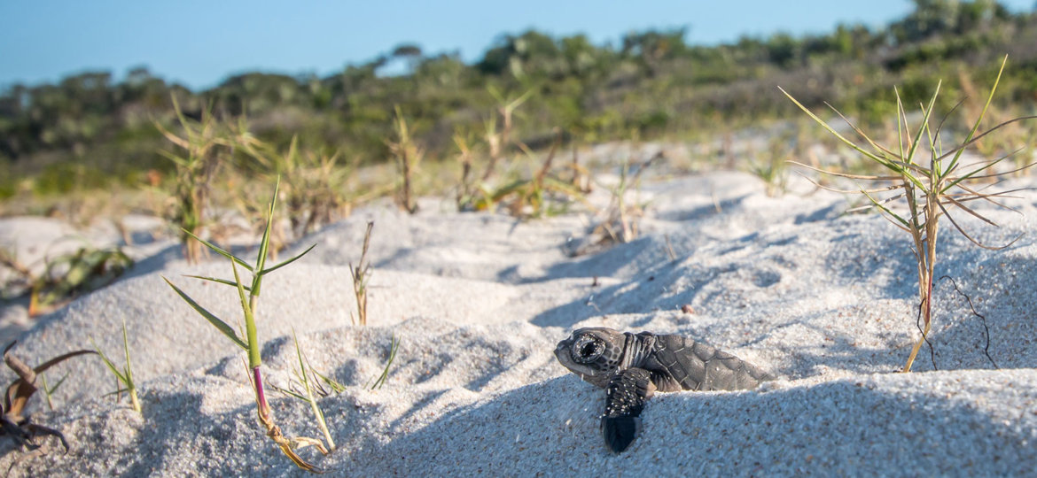 Sea Turtle Archives Key Biscayne Citizen Scientist Project