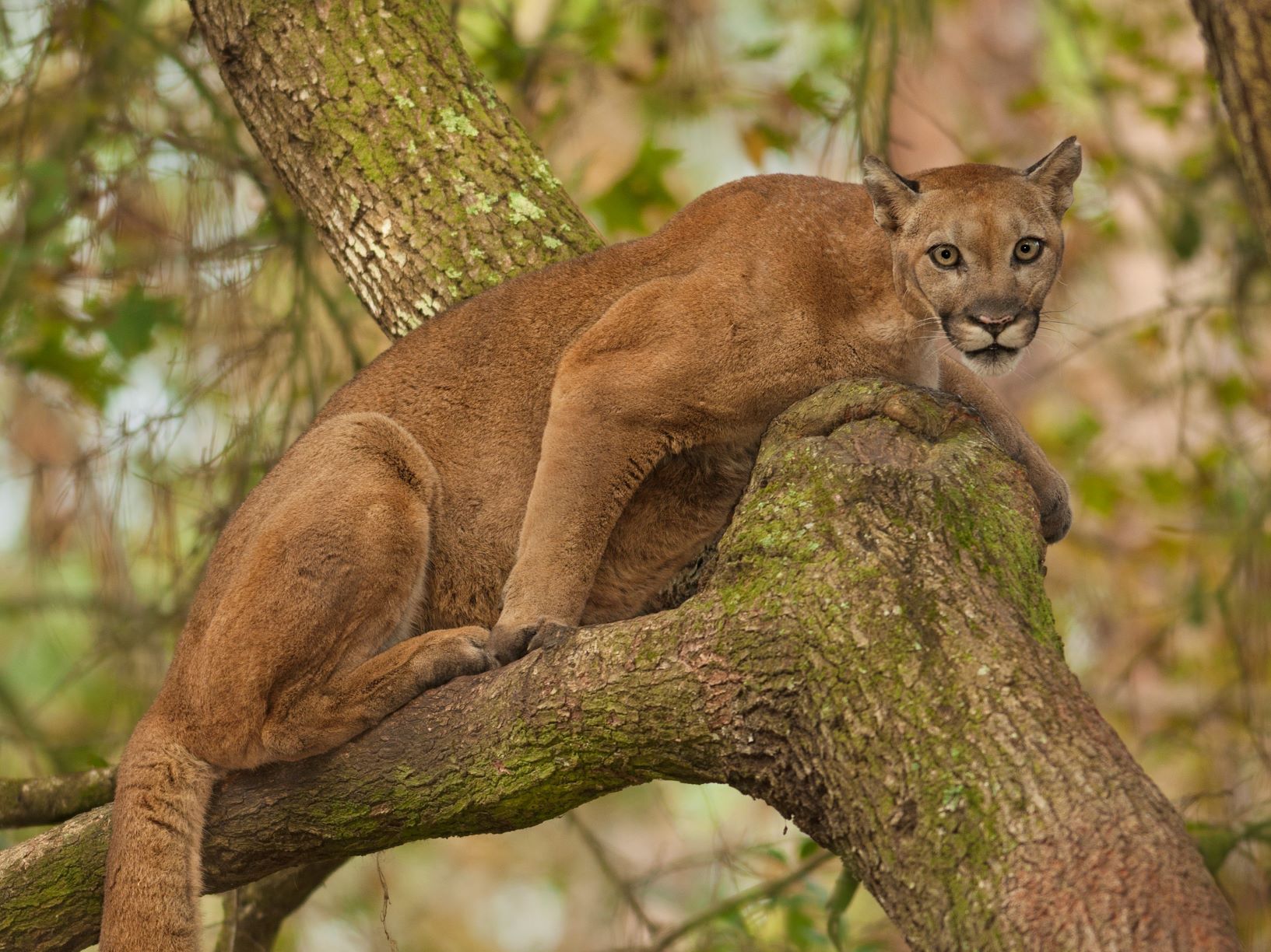 Investigate the troubling payments that threaten the Florida panther -  Earthjustice