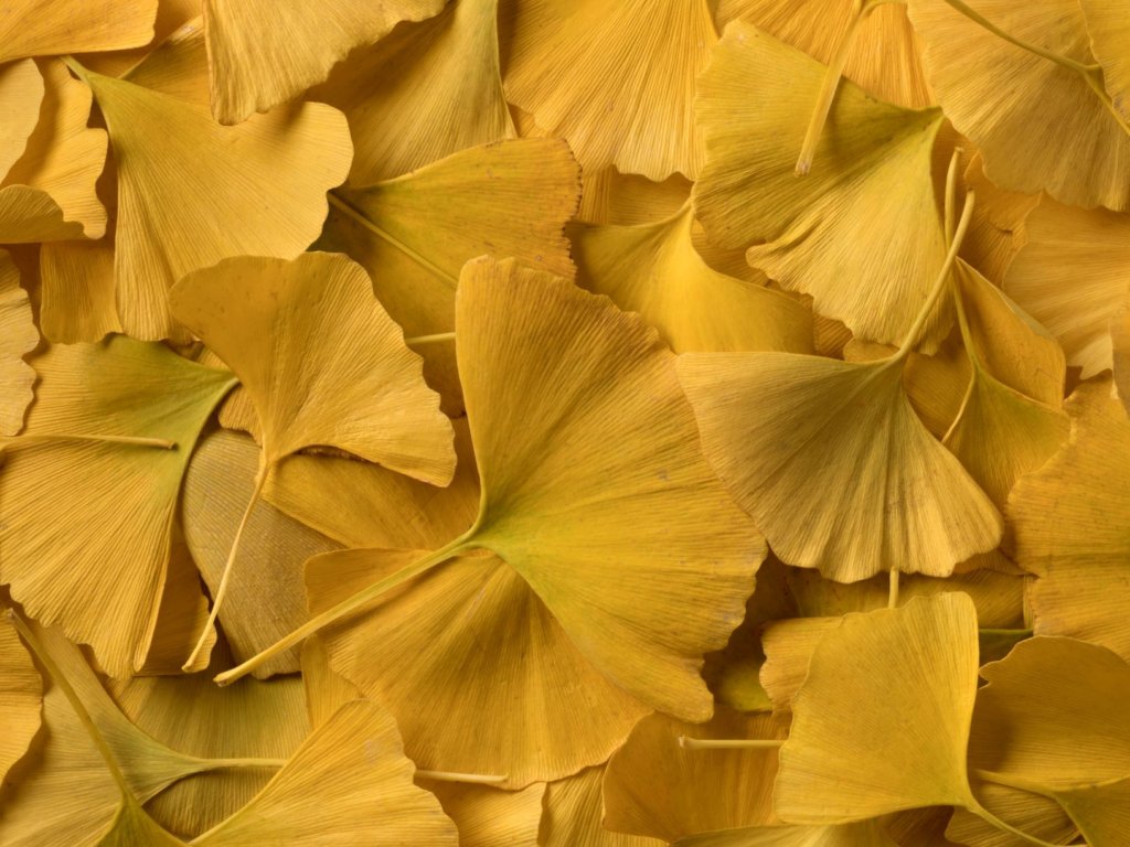 The Ginkgo Tree: Living Fossil and Survivor | Key Biscayne Citizen